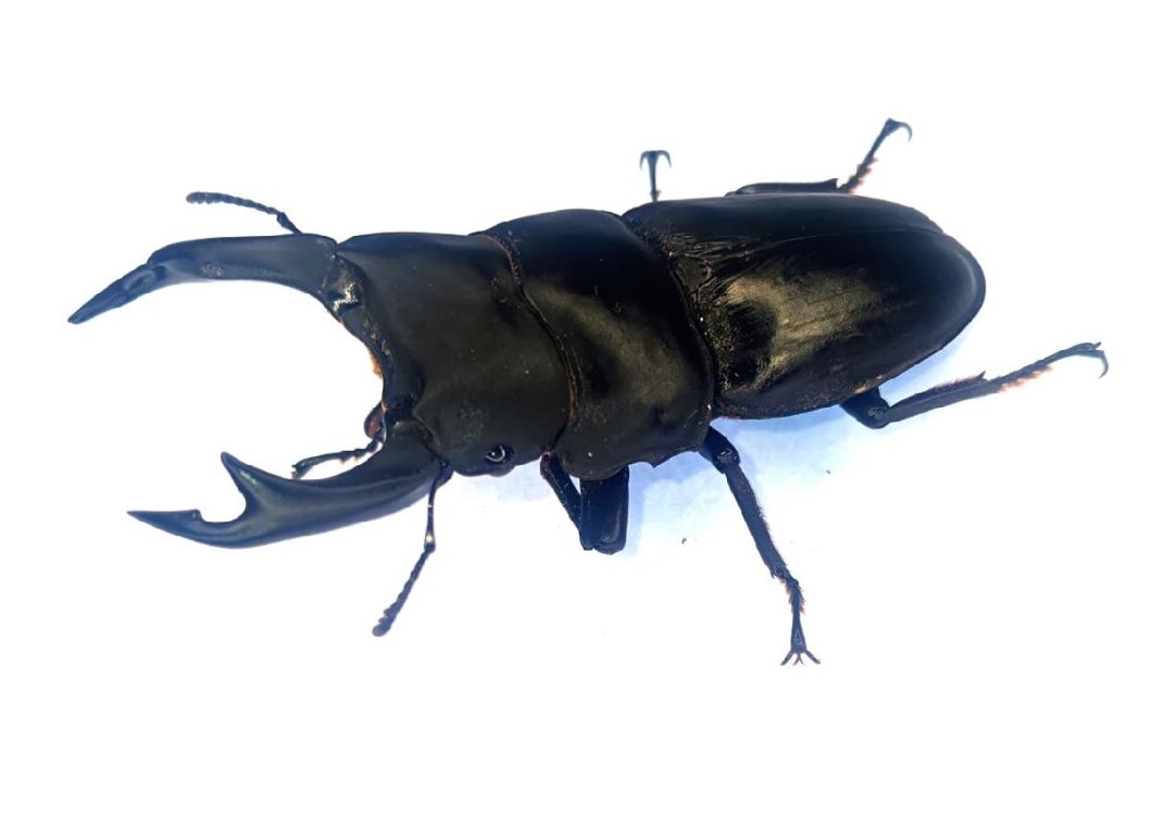 能勢産オオクワガタ８３.２ｍｍ　♂単品！訳アリ