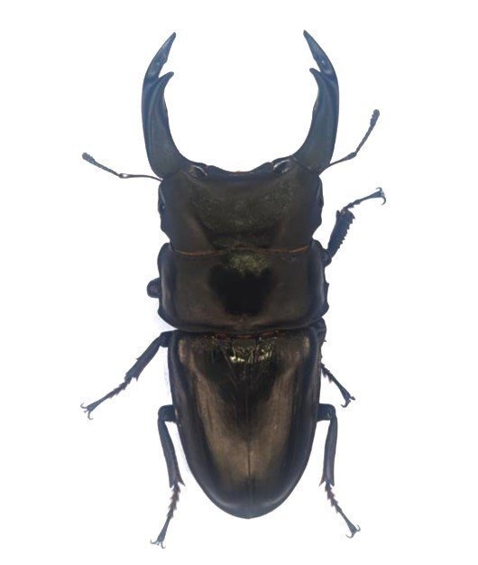 能勢産オオクワガタ８３.２ｍｍ　♂単品！訳アリ
