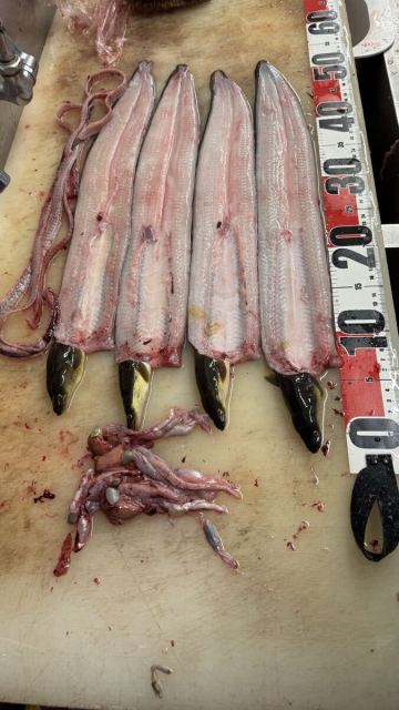 天然　うなぎ　鰻　ウナギ　4匹 924g 骨、肝付き　相模川産　清流　45