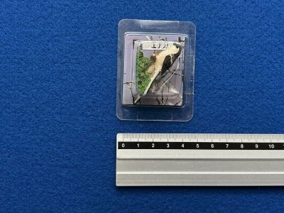 カバヤ 日本の小鳥 第2集 彩色済フィギュアコレクション ■14.エナガ　／オウム インコ チョコエッグ Q 動物園 バードウオッチング