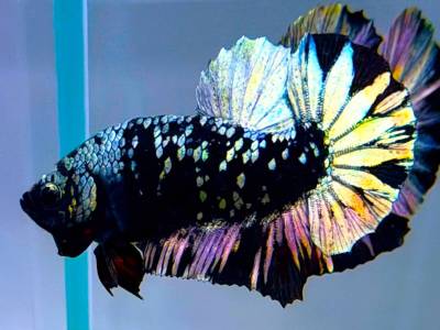 【輸出規制種】★★クリキュラ・トリフェネストラータ・プラカット★★