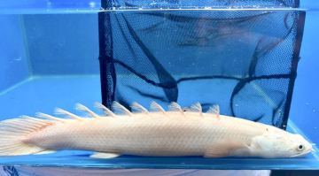 【背鰭の乱れなし！！】ポリプテルスエンドリケリー プラチナ個体！！