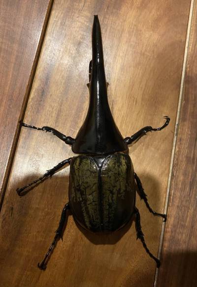 ヘラクレスオオカブト♂1頭♀1頭