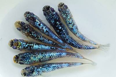 丸長メダカ Q11【 銀洒 】7匹！ めだか 現物出品！