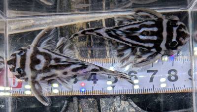 &int;インペリアルゼブラ2セット&int;売切サイズ6.5cm〜即戦力