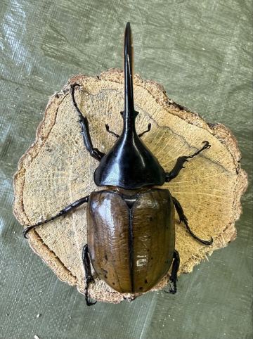 WF2新成虫ペア★ヤンマー★ ヘラクレス・リッキー　♂127ミリ♀66ミリ　発送日限定