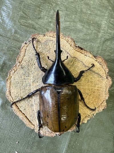 WF2新成虫ペア★ヤンマー★ ヘラクレス・リッキー　♂127ミリ♀66ミリ　発送日限定