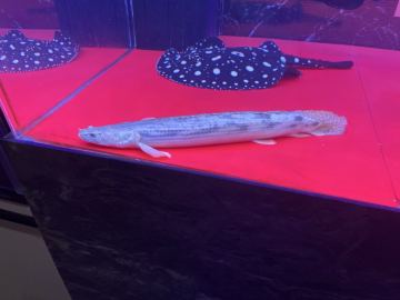 タンガニーカコンギクス（ギセラビチャー）