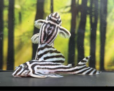 雄雌2匹セット インペリアルゼブラプレコ【金・土曜発送、翌日18時まで受取限定】