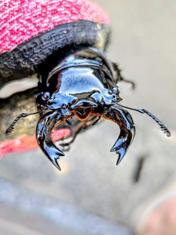 タランドゥスオオツヤクワガタ　即ブリペア