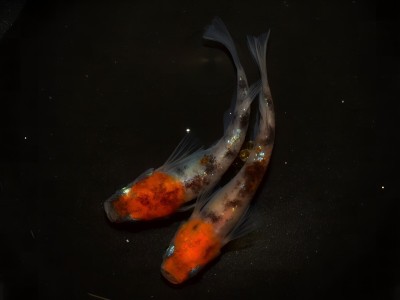 《アンナセレクト》【三色ラメ】産卵絶好調！BOKKEI MEDAKA本人ブリード！ガチバトル出品品種！ぼっけーめだか 京めだか