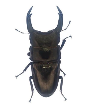 能勢産オオクワガタ８３.２ｍｍ　♂単品！訳アリ