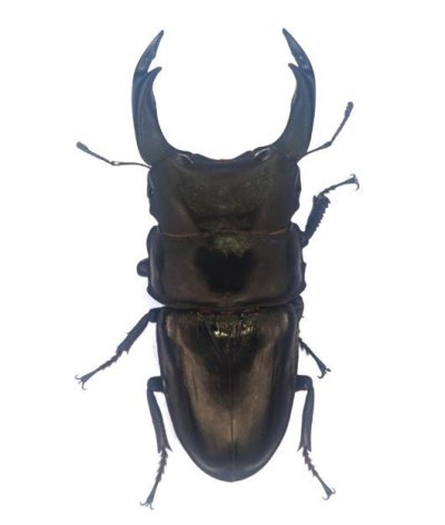 能勢産オオクワガタ８３.２ｍｍ　♂単品！訳アリ