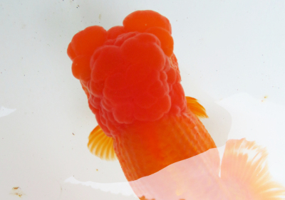 【山九金魚】らんちゅう（親魚）1匹 ※動画あり D