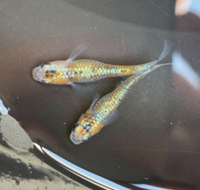 【メダカ屋えんさん直系】 ユリシス　有精卵30個+&alpha;(10)計40個