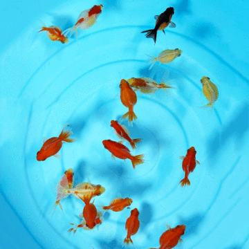 1スタ ピンポンパール 11匹 3cm～5cm前後 金魚