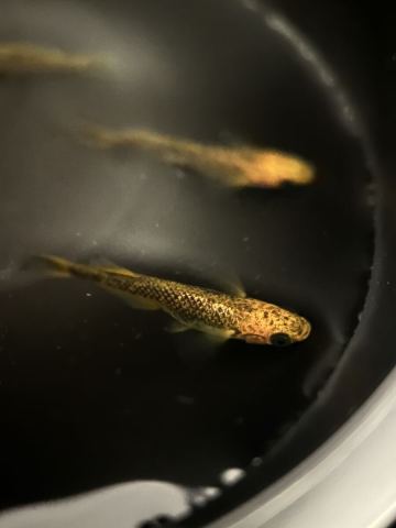 竜章鳳姿　星田血統　屋外飼育　ブラックリム　オス2メス2 No.2