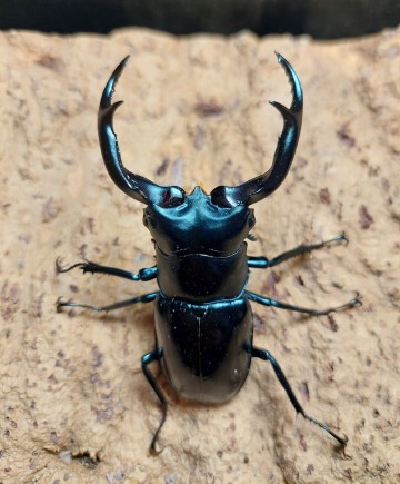 ウエストウッディ　カズミアエ　74.5mm♂単