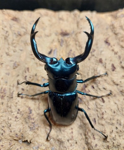 ウエストウッディ　カズミアエ　74.5mm♂単