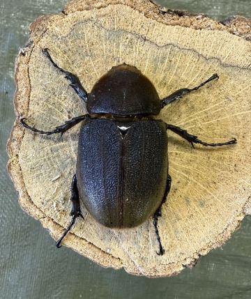 ガルシア血統♀&times;2匹+おまけ♂【北信州山ノ内町よりお届け】 ヘラクレス・ヘラクレス 新成虫ペア ♀64.66ミリ　♂103ミリ発送日限定です