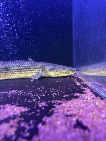 死着保証あり！ギセラ60センチ&plusmn; タンガニーカコンギクス！ ポリプテルス 直輸入 Po