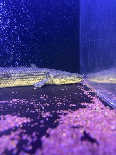 死着保証あり！ギセラ60センチ&plusmn; タンガニーカコンギクス！ ポリプテルス 直輸入 Po