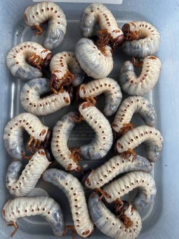 №21　3令初期幼虫20頭(♂10頭＋♀10頭) 26年1月1日～1月20日孵化 - ヘラクレスオオカブト幼虫 HiroKa系血統 &times; OAKS系血統