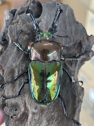 即ブリ３組セット（合計６頭）　管理色：オーロラⅡ　管理色：オーロラ改　ニジイロクワガタ　爆産セット