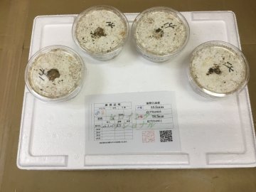 能勢YG血統 幼虫4頭【繁殖オオクワガタ】