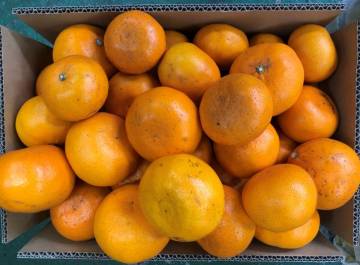 10ｋｇ(5kgX2箱)&rArr;　せとか（大小混合）訳あり・家庭用　1円スタート