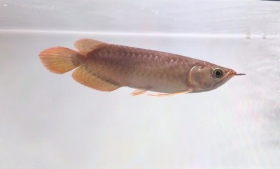 【1円スタート】紅龍　インドネシア産 18センチ前後 ！！アロワナ