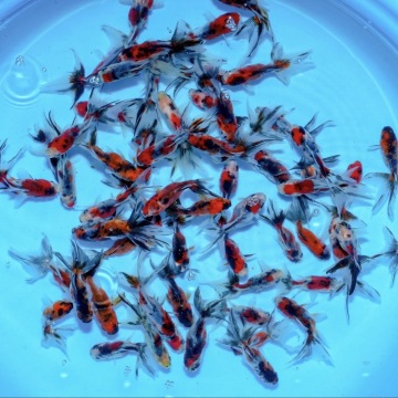 ☆大人気☆ 東錦 50匹 約5センチ 金魚 きんぎょ