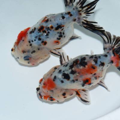 ☆最高級☆　志村養魚場産　江戸錦　ペア　2匹　約11cm　金魚　きんぎょ