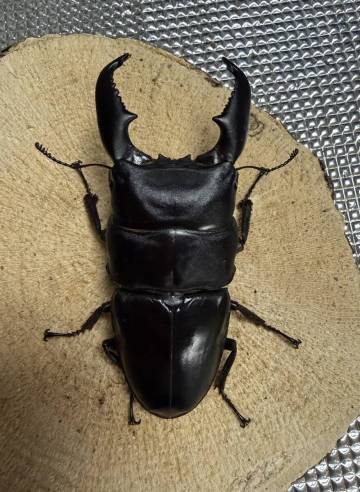 大型極太スマトラヒラタアチェ2頭　♂103.1㎜♂94.7㎜兄弟