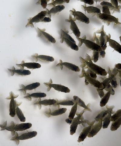 熊野養魚場★ひでちゃんらんちゅう★青仔90匹C