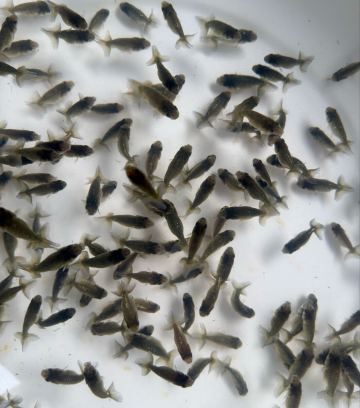 熊野養魚場★ひでちゃんらんちゅう★青仔160匹D