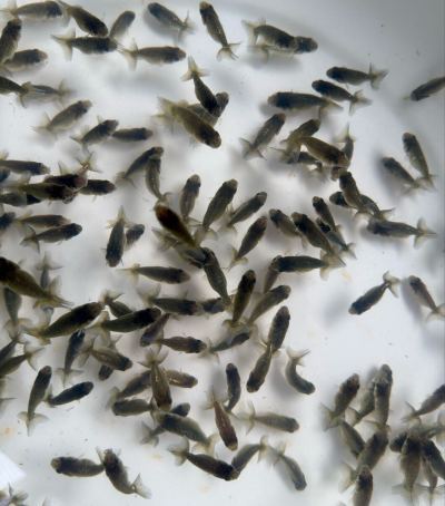 熊野養魚場★ひでちゃんらんちゅう★青仔160匹D