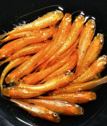 【ayaめだか】紅華 10ペア A-21