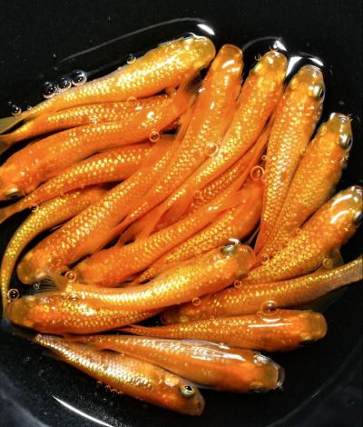 【ayaめだか】紅華 10ペア A-21