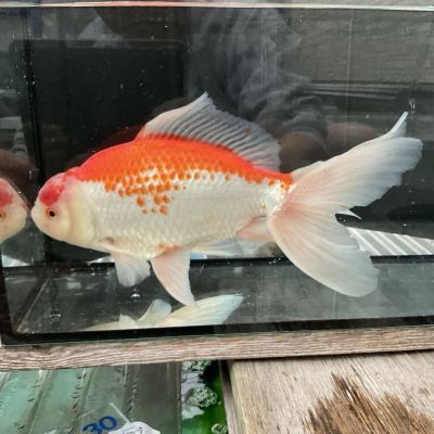 写真現物　NO-13 国産　ジャンボオランダ獅子頭　三歳　メス　25cm〜26cm 