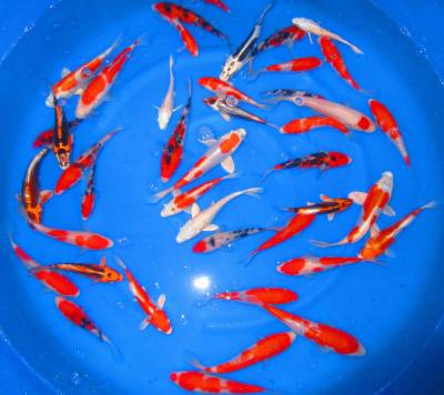 錦鯉夢屋【立鯉】お勧め30本(新潟)25年産、15-22cm位 特級品 　【動画有】