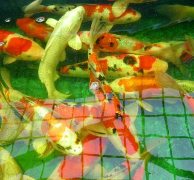 錦鯉夢屋【お楽しみ5本セット】5本(新潟)2歳、30-40㎝位 特級品 　【動画有】