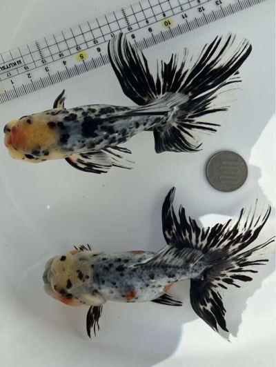 ☆2025らんちゅうわーくす産☆ 作州東錦 （鈴木東錦直系）2歳　2匹ペアセット　四つ尾　14㎝ 