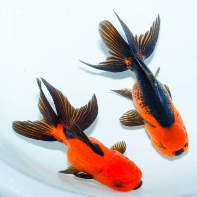 ☆特選品☆ 国産 赤黒オランダ メス 2匹 約9センチ　金魚　きんぎょ