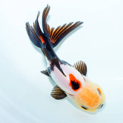☆限定品☆ 国産 トリカラーオランダ オス 2匹 約11cm　金魚　きんぎょ