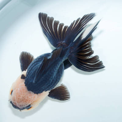 ☆大人気☆ パンダオランダ オス 1匹（約11センチ） 金魚　きんぎょ