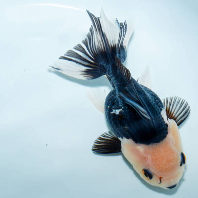 ☆大人気☆ パンダオランダ メス 1匹（約11センチ） 金魚 きんぎょ