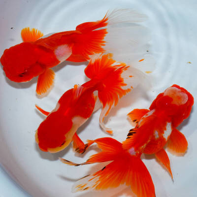 ☆特選品☆ 飯田更紗オランダ オスメス混じり 3匹 約11cm　金魚　きんぎょ