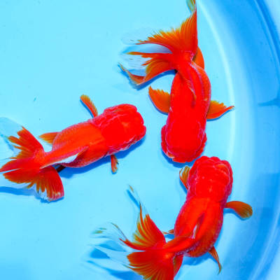 ☆特選品☆ 飯田オランダ オスメス混じり 3匹 約11cm　金魚　きんぎょ　