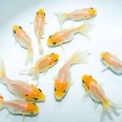 ☆特選品☆ ショートテールホワイトオランダ 10匹（約4cm-6cm）　金魚　きんぎょ　